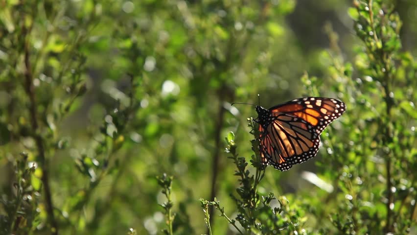 Monarch butterfly on plant