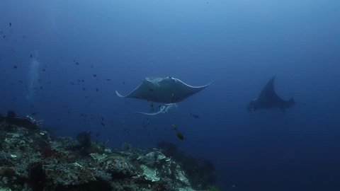 Three Oceanic Manta Rays circling around and over a cleaning station in order to get parasites removed by small fishes at Karang Bayangan, Raja Ampat, Indonesia.