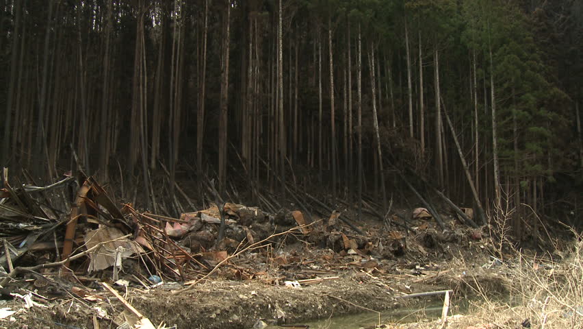 Burnt Out Debris And Forest After Japan Tsunami