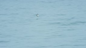 Seagull on the shore fishing. 4K video. Ireland