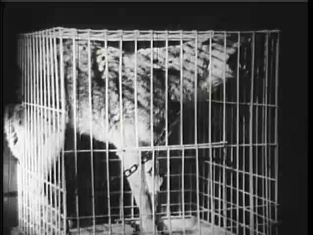 inscryption caged wolf