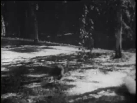 Rear view of two rabbits hopping around forest, 1930s