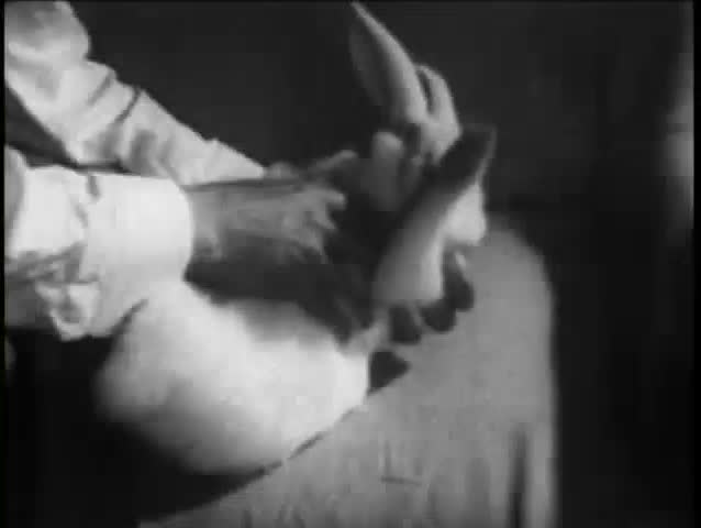 Medium shot of magician performing magic trick on rabbit, 1930s