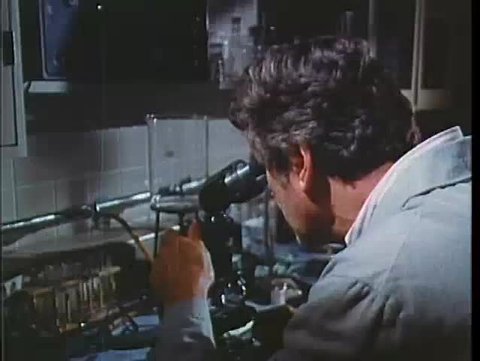 Scientist viewing animal cells on computer screen in lab, 1970s