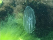 Ctenophores, comb invader to the Black Sea, jellyfish Mnemiopsis leidy. Ukraine, the northern part of the Black Sea