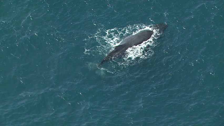 Aerial of a whale
