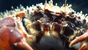 Pilumnus hirtellus, the bristly crab or hairy crab, is a species of European crab. Macro video shooting. Black Sea. Ukraine.