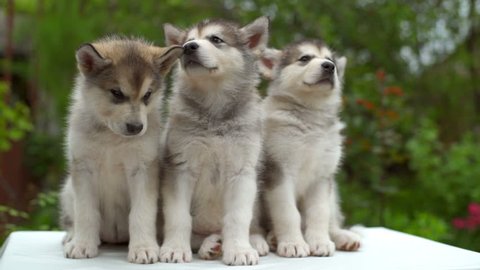 three cute malamute puppies yawning one by one in the garden slow motion