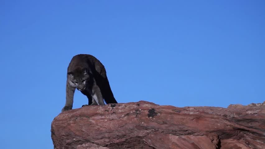 Young cougar prowling on top of a red sandstone outcrop and jumping from one ledge to another in Southern Utah Royalty-Free Stock Footage #17518531