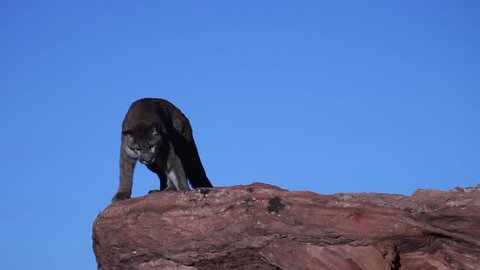 Young cougar prowling on top of a red sandstone outcrop and jumping from one ledge to another in Southern Utah
