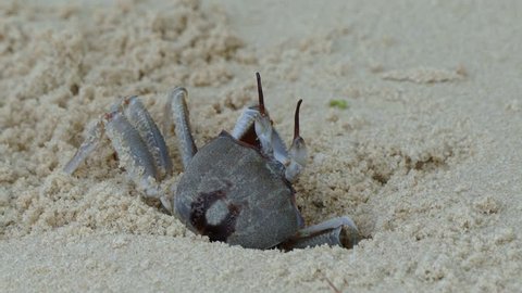 Crab dig holes under the white sand