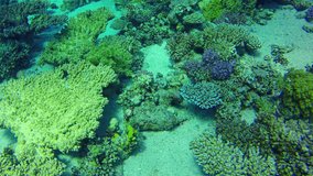 Underwater scene diving in corals in Red Sea. Dahab. Egypt. 4k video. Closeup corals