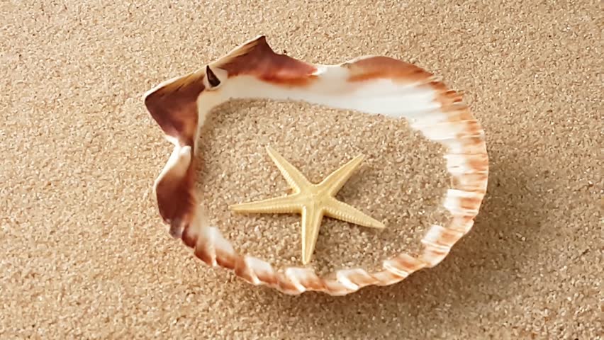 Mussels and starfish on the beach