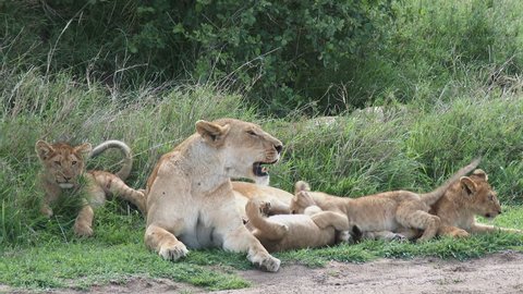 Lion cubs (Panthera leo) playing with lioness mother on the savanna
