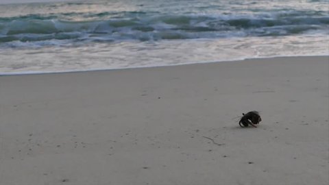 hermit crab walk on the beach in sunset time