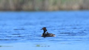 4k video of great crested grebe or Podiceps cristatus with nestlings on the water