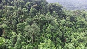 Aerial video above tropical forest in a sunny day