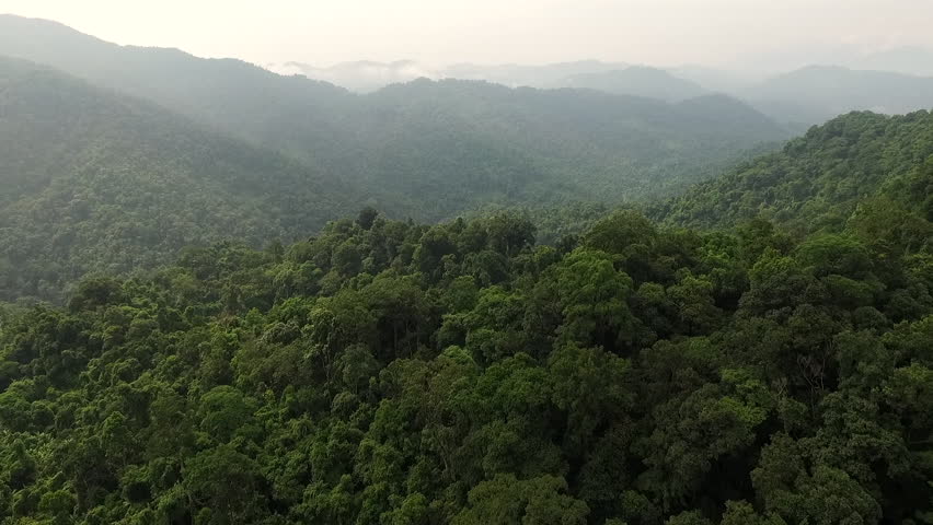 Aerial video above tropical forest in a sunny day | Shutterstock HD Video #17533504
