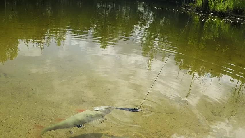 Fishing catch. The European perch (Perca fluviatilis). Fish on the hook. 