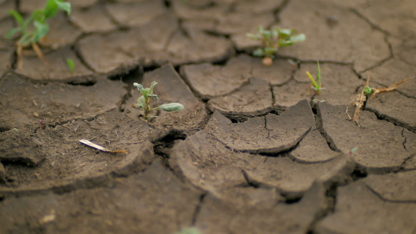Small green plants are growing through cracked ground, moving focus | Shutterstock HD Video #17535610