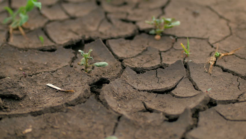 Small green plants are growing through cracked ground | Shutterstock HD Video #17535613
