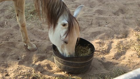 UAE farm animals: horse. CU of a white horse's head as it feeds on hay from a basket. (UAE - 2016)