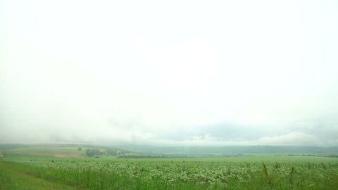 summer green field with low clouds
