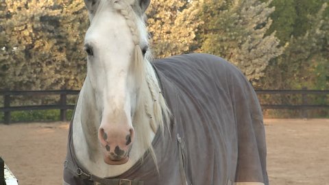 UAE farm animals: horse. CU of a white horse with a plaited mane wearing a protective covering. (UAE - 2016)