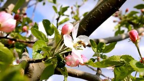 Tree Flower, pinch tree, pink nice flower,time, motion, bee job, green , Ultra HD, 4K, 3840x2160. UHD.