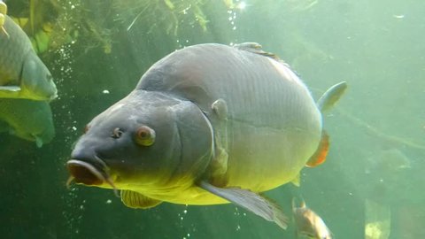 Big carp and common bream close up. Underwater shot in lake. Diving in fresh water.