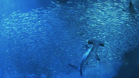 Large school of Bigeye sardine with Manta ray and Sharks
