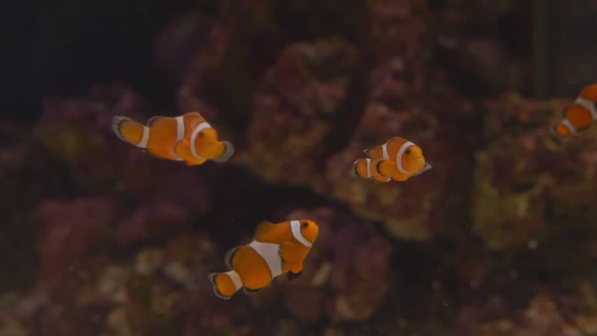 Clown fish NEMO� swimming in Aquarium tropical reef
