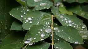 Raindrops on leaves closeup raindrops on leaf