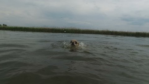 chihuahua with scared eyes swimming at river (slow motion)