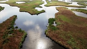 Aerial view of marshy river in the forest