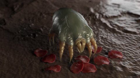 dust mite eating human dead cells 