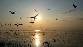 Silhouette of seagull birds flying in the sunset time outdoor background