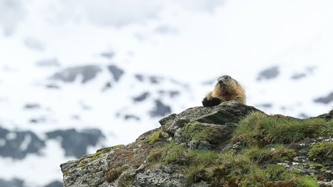 Cute sit up on its hind legs animal Marmot, Marmota marmota, sitting in he grass, in the nature habitat, Grossglockner, Alp, Austria. Animal in the mountain. Marmot sitting on the stone summit.