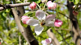 Blossoming tree, beautiful real video, nature flowers, pinch tree, apple tree, pear tree, 4K version, 3840x2160. UHD.