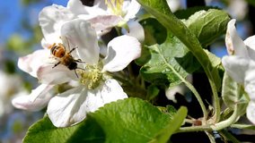 Bee in apple bloom flower, bee job, macra video shot, ultra hd film video, 4k version. UHD.