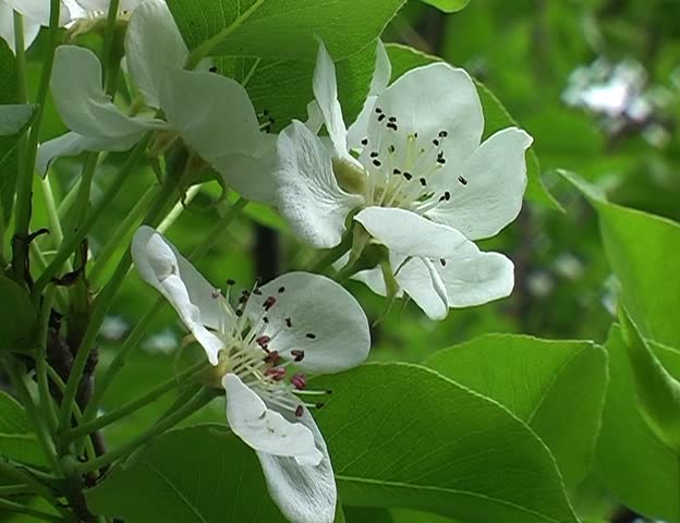 Closeup of two kind garden flowers in the wind (apple tree + pear tree)