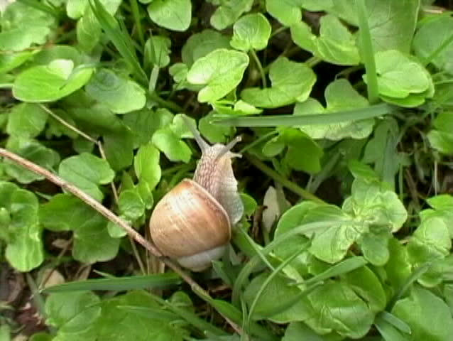 Giant Snail