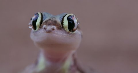 Funny animal. Close-up of funny web- footed gecko licking moisture from its eye. Namib desert Namibia