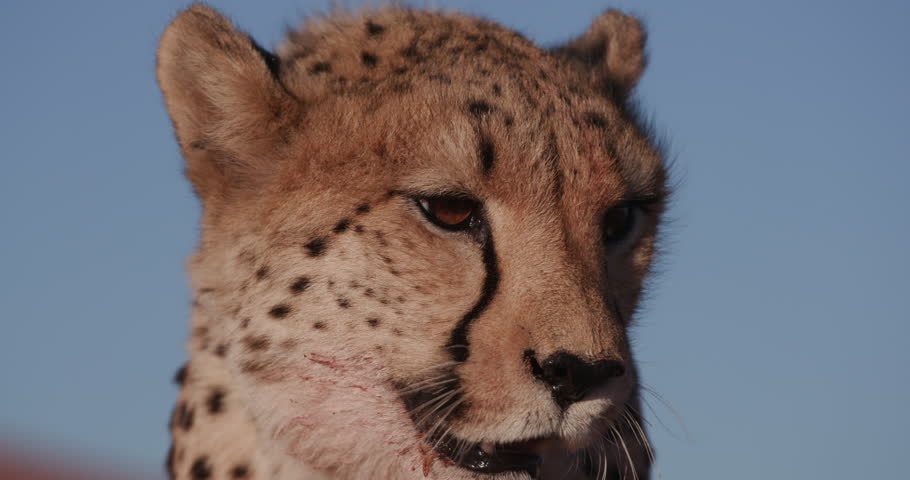 4K Close-up portrait of Cheetah