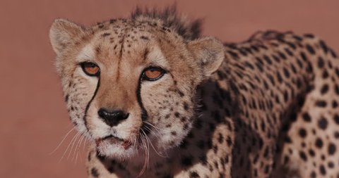 4K Cheetah snarling and looking towards camera. Wildlife of Africa 