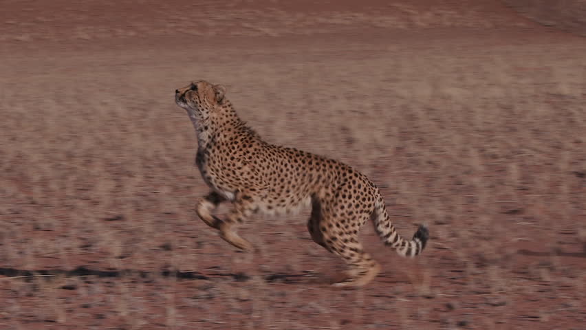 Cheetah running side on to camera in slow motion | Shutterstock HD Video #17561977