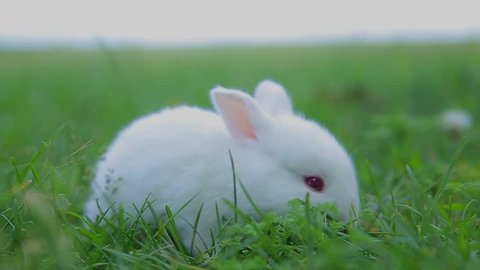 rabbit on green grass, white rabbit little rabbit