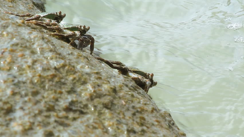crabs on the stone