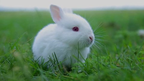 rabbit on green grass, white rabbit little rabbit, Little white bunny