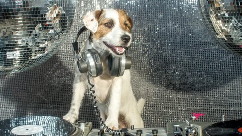 dj dog is in the house! an adorable jack russell dog in a club and disco situation